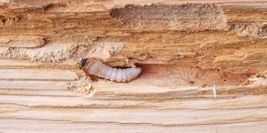 Как спасти деревянный дом от жука-древоточца: советы специалиста